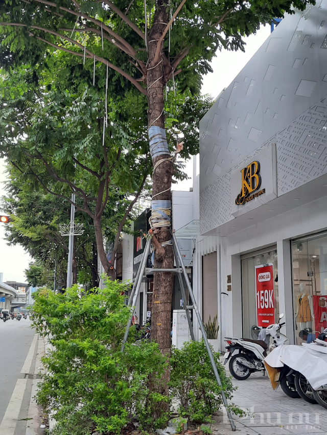 Ghi nhận tại đường Trần Phú (Hà Đông) dù cây xanh đã lớn nhưng khung sắt chưa bị tháo bỏ