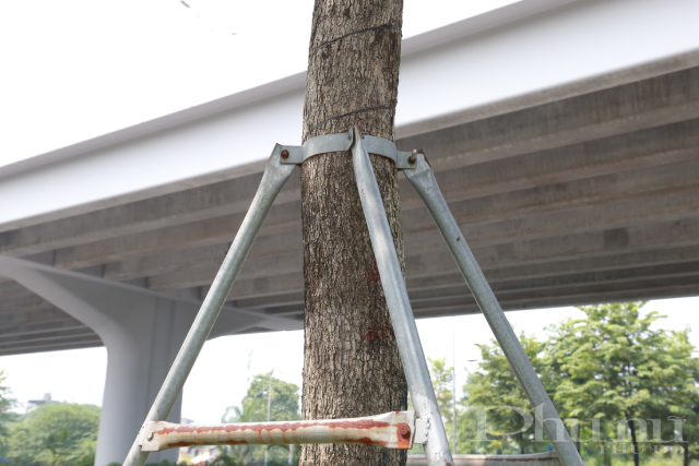 Cây xanh Hà Nội cần được "tháo gông" - ảnh 9
