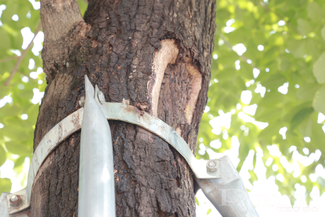 Một số cây xanh đã có dấu hiệu bong tróc do sức ép từ những bộ 