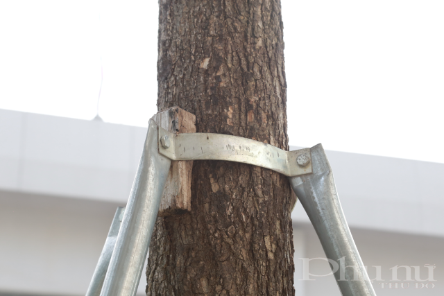 Chèn một miếng gỗ nhỏ vào thân cây là 