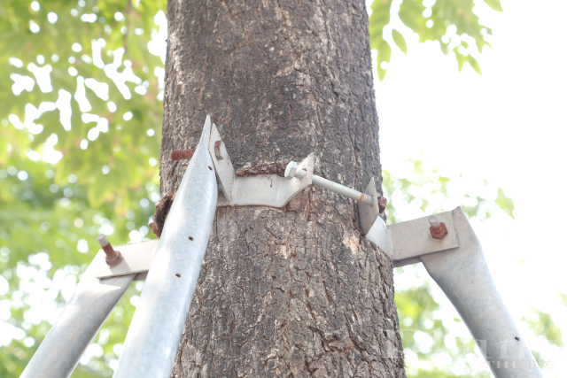 Vết lõm rất sâu tại một cây gần nhà số 16 đường Phạm Văn Đồng.