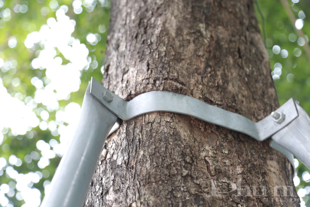 Mặc dù cây đã phát triển nhưng khung sắt không được nới lỏng gây ra vết hằn trên thân cây.