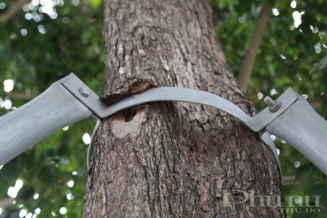 Tình trạng của cây này khá nghiêm trọng.