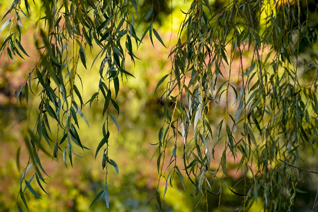 Mùa thu ở Pennsylvania. Mùa thu ở Pennsylvania.