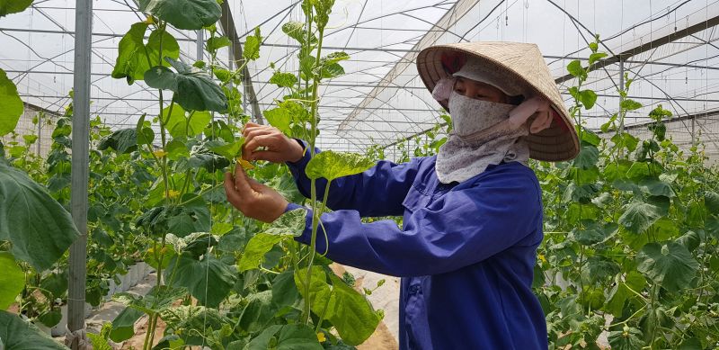 Mô hình trồng dưa lưới trong nhà ở xã Viên An, huyện Ứng Hòa