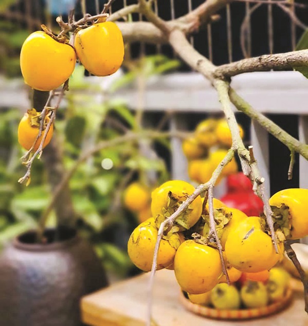 Mới lạ với những cành quả - ảnh 2