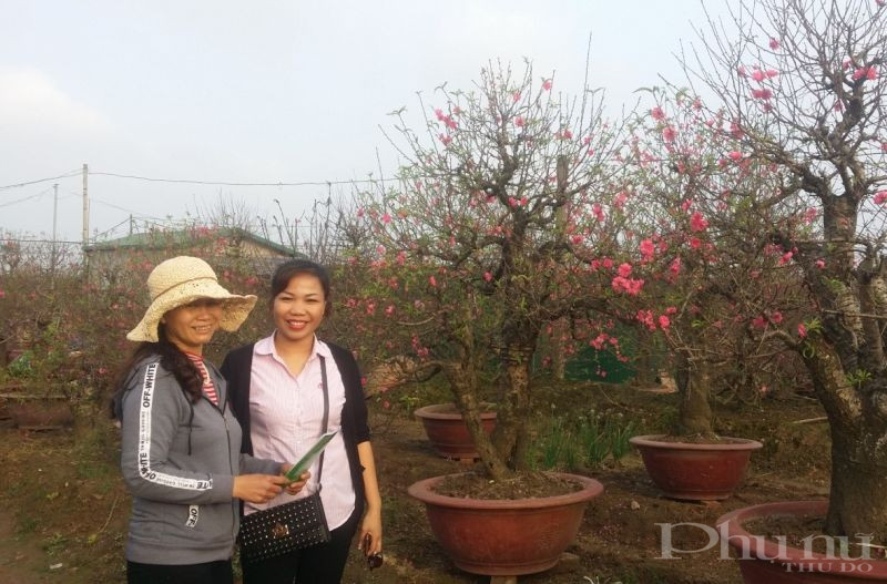 Mô hình trồng đào cảnh của hội viên phụ nữ quận Tây Hồ. Mô hình trồng đào cảnh của hội viên phụ nữ quận Tây Hồ.