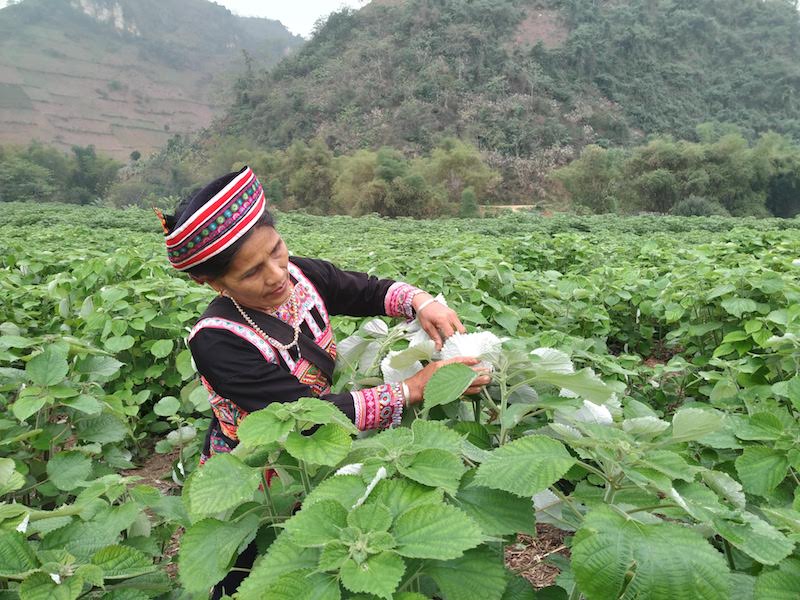 Bà Lương Thị Điến bên cánh đồng gai của mình