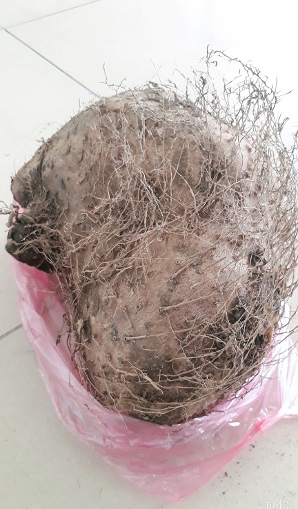 Loại củ rừng l&agrave;m 07 người mắc v&agrave; nhập viện