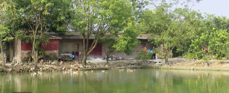 Mô hình trang trại Vườn- Ao- Chuồng của gia đình chị Hoàng Thị Hương