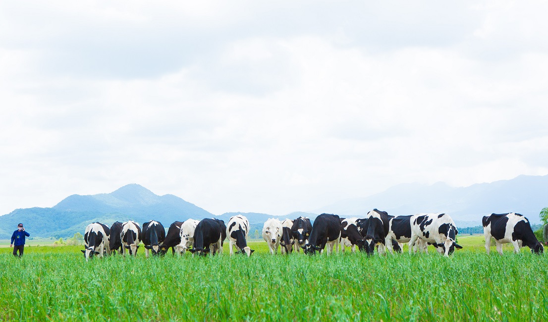 Vinamilk hiện có 2 trang trại bò sữa organic tại Việt Nam và dự án tổ hợp trang trại organic tại Lào dự kiến sẽ đi vào hoạt động đầu năm 2022