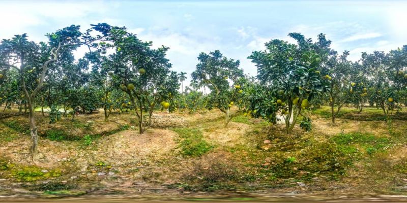 Những vườn bưởi t&ocirc;m v&agrave;ng c&acirc;y thấp, quả sai ở x&atilde; Thượng Mỗ, huyện Đan Phượng, H&agrave; Nội