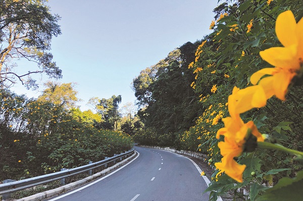 Du khách tham quan, thưởng ngoạn vẻ đẹp của Vườn quốc gia Ba Vì trong mùa hoa dã quỳ