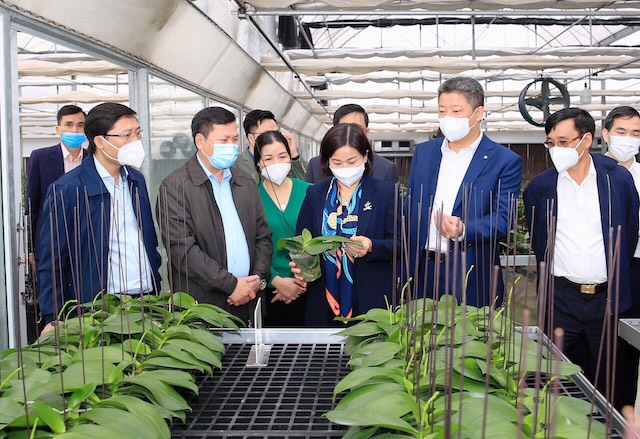 Lãnh đạo thành phố thăm mô hình trồng lan công nghệ cao tại Mê Linh