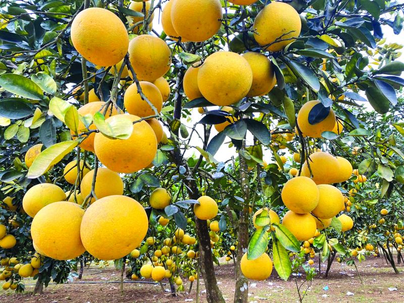 Vườn bưởi Diễn hữu cơ cho gi&aacute; trị kinh tế của HTX n&ocirc;ng nghiệp hữu cơ Nam Phương Tiến được trồng th&agrave;nh c&ocirc;ng tr&ecirc;n &ldquo;v&ugrave;ng đất kh&oacute;&rdquo;