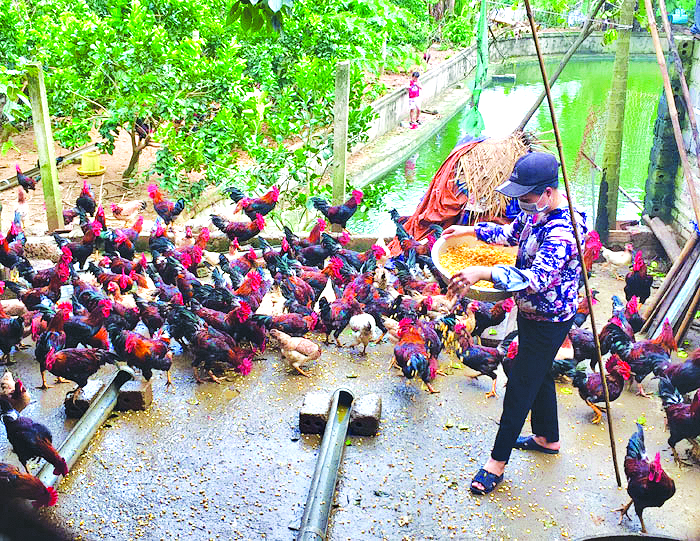 Trang trại g&agrave; đồi của th&agrave;nh vi&ecirc;n THT g&agrave; đồi Tiến Xu&acirc;n, huyện Thạch Thất