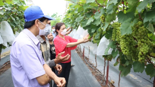 Bà Vũ Thị Hương, Giám đốc Trung tâm Khuyến nông Hà Nội (áo đỏ) cùng đoàn cán bộ Trung tâm nghiệm thu mô hình trình diễn trồng giống nho hạ đen năng suất chất lượng, thích ứng với biến đổi khí hậu tại xã Đan Phượng, huyện Đan Phượng.