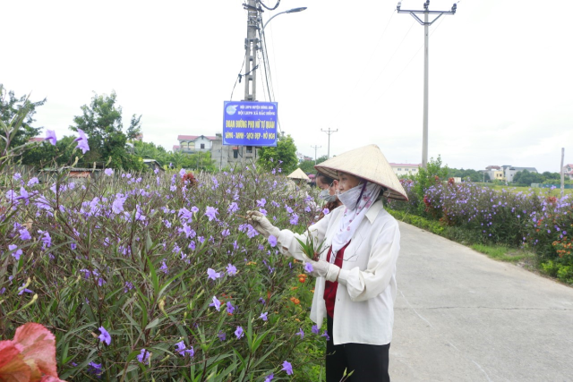 Hội viên Hội LHPN huyện Đông Anh chăm sóc tuyến đường hoa phụ nữ tự quản chào mừng Đại hội.