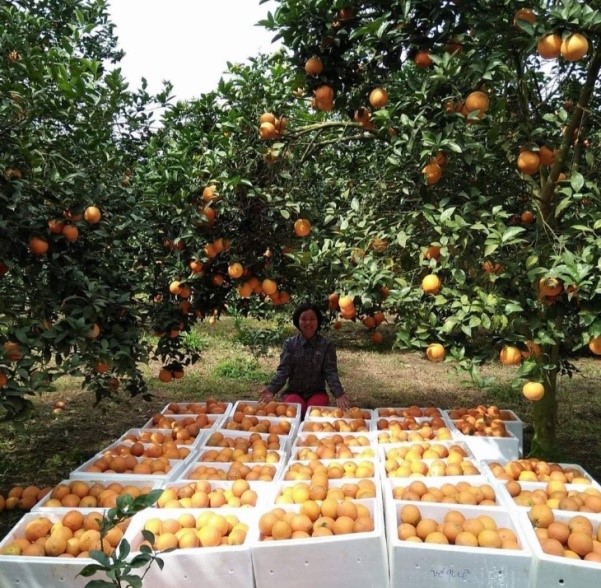 Cam đặc sản Hà Giang và Cao Phong lên sàn thương mại điện tử