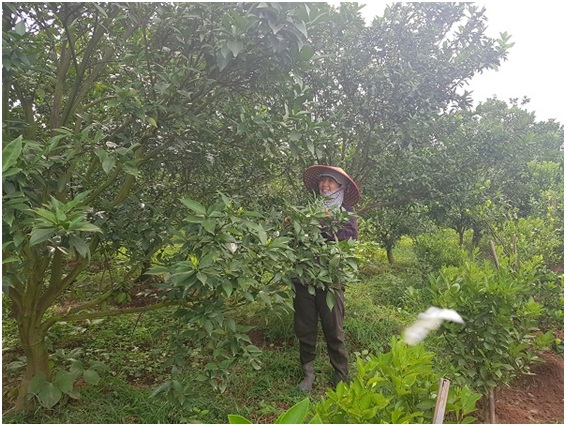 Nhiều m&ocirc; h&igrave;nh chuy&ecirc;n canh tạo thu nhập cao cho người d&acirc;n