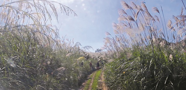 Những b&ocirc;ng lau trắng cao qu&aacute; người l&agrave;m đẹp cho đồi B&ugrave;