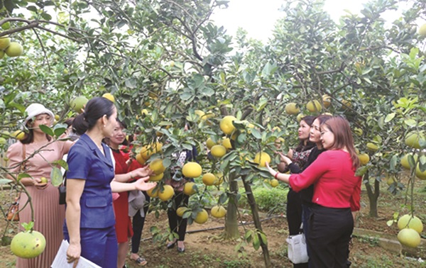 Chị Nguyễn Thị Mùi thăm vườn bưởi trồng theo hình thức VietGAP ở xã Nam Phương Tiến Chị Nguyễn Thị Mùi thăm vườn bưởi trồng theo hình thức VietGAP ở xã Nam Phương Tiến