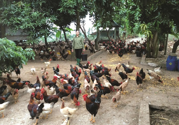 Mô hình kinh tế trang trại VAC hiệu quả, của chị Phùng Thị Thơ là tấm gương sáng để nhiều hộ gia đình trong khu vực và vùng lân cận đến học tập và làm theo