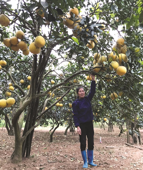 Chị Phùng Thị Thơ, người phụ nữ vượt khó làm giàu trên mảnh đất Ba Vì
