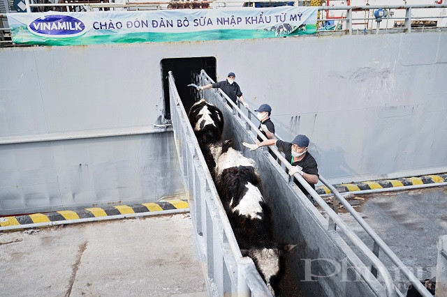 Đàn bò sữa có tình trạng sức khỏe ổn định sau chuyến hành trình dài từ Mỹ về Việt Nam.