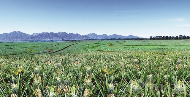 Trang trại dứa rộng 26.000 ha ở Bukidnon của Del Monte Philippines. Trang trại dứa rộng 26.000 ha ở Bukidnon của Del Monte Philippines.