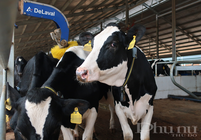 Khu vực chuồng trại có hệ thống làm mát tự động và chổi massage tự động giúp bò dễ chịu, không bị căng thẳng và hồi phục nhanh sau một hành trình dài.