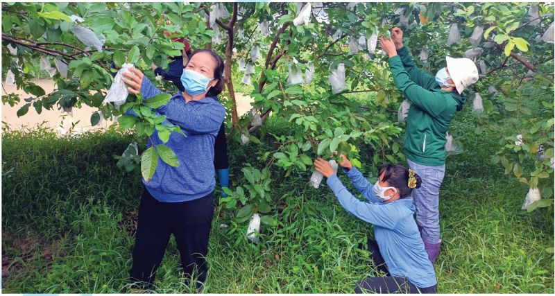 Hội viên phụ nữ xã Di Trạch với mô hình trồng ổi chất lượng cao đã đượcchứng nhận đạt tiêu chuẩn VietGap.
