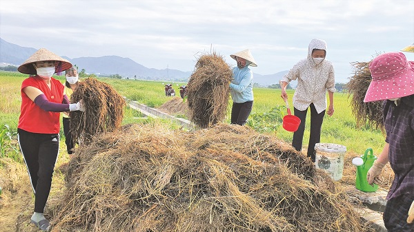 Phụ nữ S&oacute;c Sơn thực hiện m&ocirc; h&igrave;nh xử l&yacute; rơm rạ th&agrave;nh ph&acirc;n hữu cơ, n&oacute;i kh&ocirc;ng với đốt rơm rạ