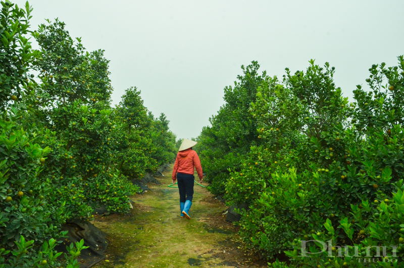 Quất Tàm Xá đang dần khẳng định được vị trí của mình trên thị trường cây cảnh Tết.