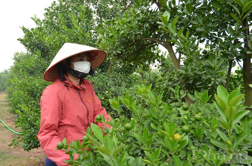 Chị Toan chăm sóc vườn quất nhà mình để chuẩn bị cho dịp Tết Nguyên đán sắp tới