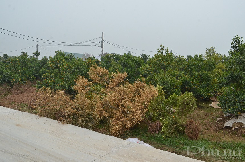 Nhiều cây quất bị hỏng rễ phải vứt bỏ trong sự tiếc nuối của người nông dân