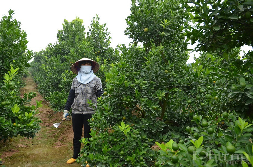 Người dân Tàm Xá đang chăm sóc những gốc quất trong vườn nhà mình