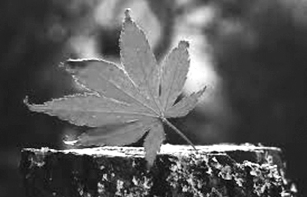 Ngày năm mới - ảnh 1