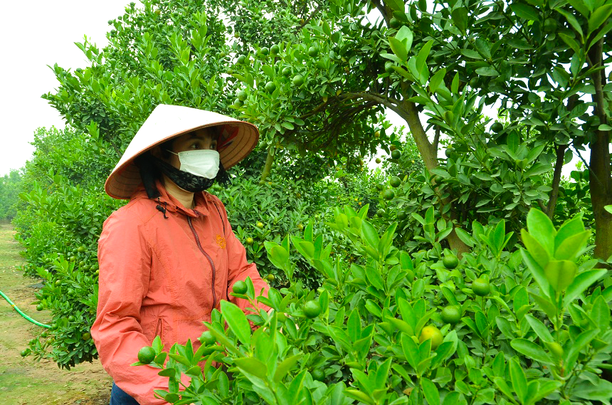 Chị Toan chăm sóc vườn quất nhà mình để chuẩn bị cho dịp Tết Nguyên đán sắp tới