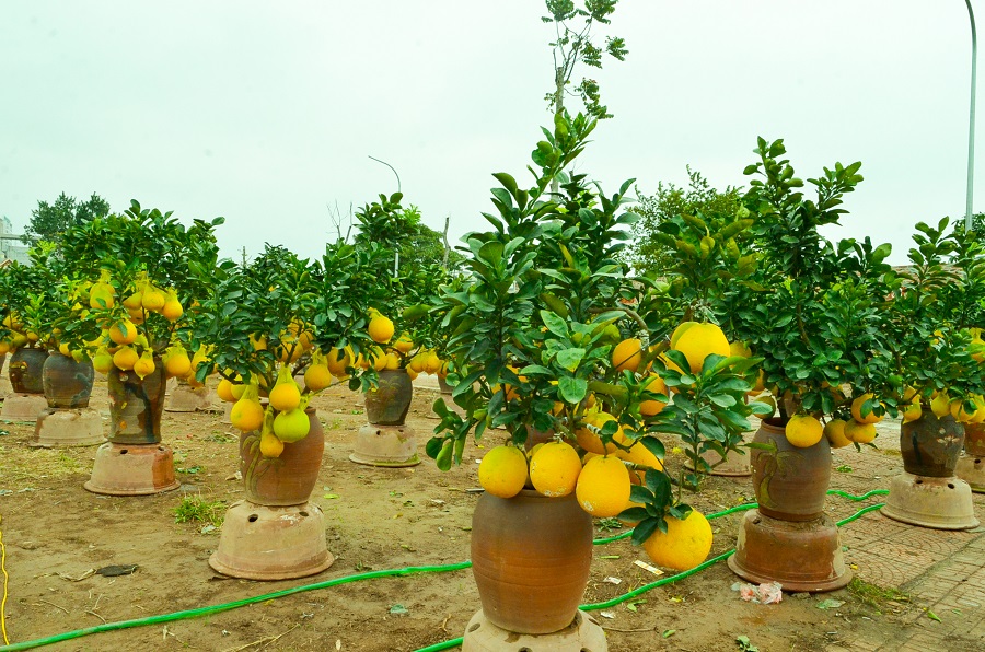 Khu đất trống bên ngoài đã được bầy bưởi cảnh mỗi chậu có giá khoảng vài triệu đồng