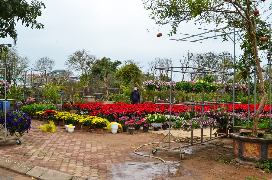 Chủ vườn hoa này cho biết năm nay khách vắng hơn so với các năm trước, nguyên nhân do ảnh hưởng của dịch Covid-19.