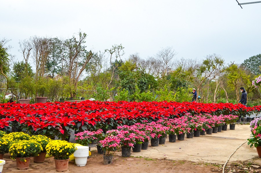 Các chậu hoa, cây cảnh năm nay khá bắt mắt người mua