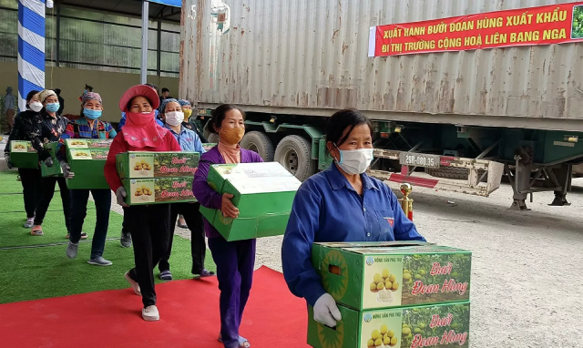 Lô bưởi Đoan Hùng đầu tiên được xuất sang thị trường Nga. Lô bưởi Đoan Hùng đầu tiên được xuất sang thị trường Nga.