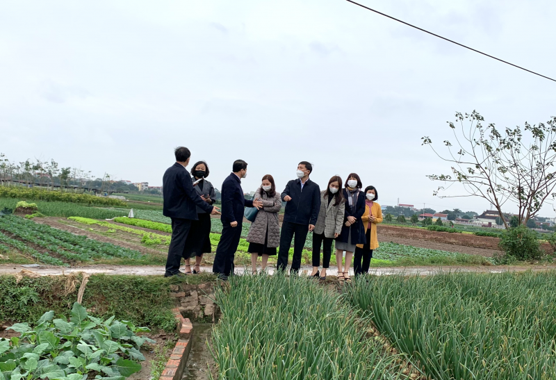 Các đại biểu thăm quan mô hình trồng rau tại  xã Tiền Phong Các đại biểu thăm quan mô hình trồng rau tại  xã Tiền Phong
