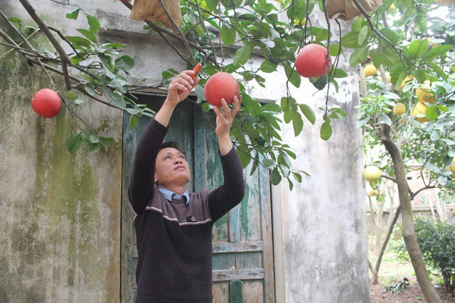 Bưởi đỏ Đông Cao, xã Tráng Việt là giống bưởi quý hiếm, đã được Sở Nông nghiệp và PTNT Hà Nội đã đánh mã số để duy trì giống gen Bưởi đỏ Đông Cao, xã Tráng Việt là giống bưởi quý hiếm, đã được Sở Nông nghiệp và PTNT Hà Nội đã đánh mã số để duy trì giống gen