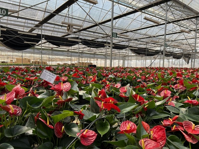 Những cành hoa rực rỡ đã sẵn sàng đưa ra thị trường