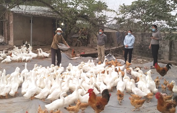 Mô hình chăn nuôi gia cầm của chị Nguyễn Thị Thanh Hương Mô hình chăn nuôi gia cầm của chị Nguyễn Thị Thanh Hương