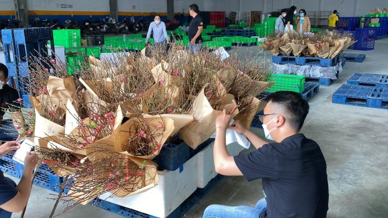 một cành đào bích chính gốc Nhật Tân chỉ với giá từ 99.000 đồng từ sàn TMĐT Sendo một cành đào bích chính gốc Nhật Tân chỉ với giá từ 99.000 đồng từ sàn TMĐT Sendo