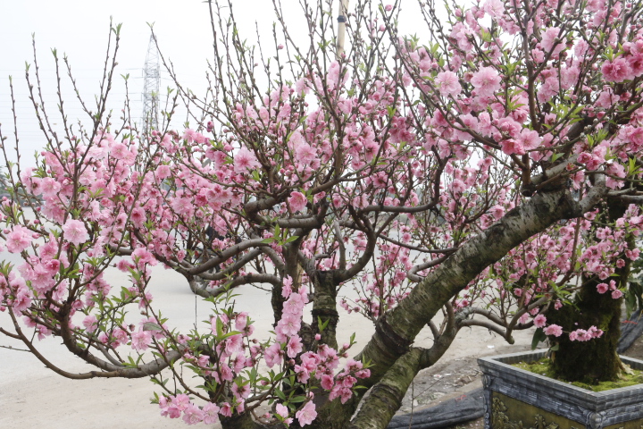 Trên nhiều con phố lớn của Hà Nội những cây đào đã được bày bán với đủ kiểu dáng khác nhau thu hút nhiều người ghé thăm.