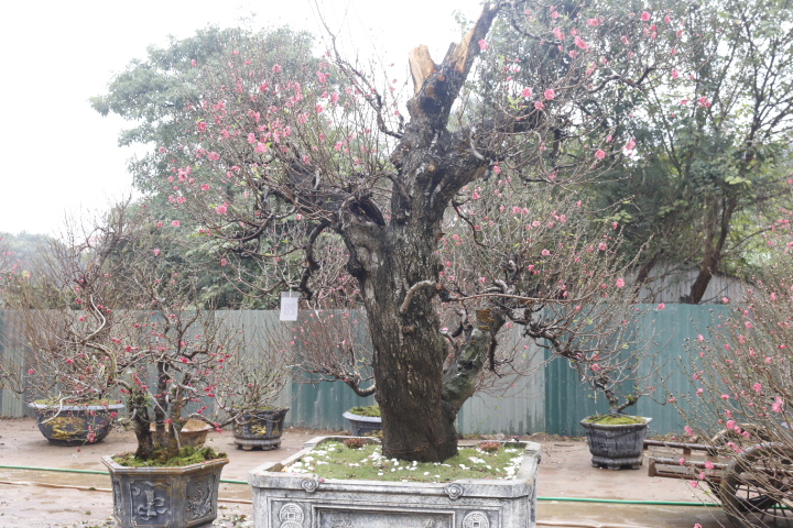 Nổi bật theo dọc đường Võ Chí Công (Tây Hồ, TP Hà Nội) nhiều gốc đào khủng được bày bán, cho thuê với giá gần trăm triệu đồng.